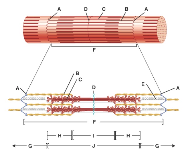 Anatomy And Physiology Questions - Muscle Tissue - ProProfs Quiz